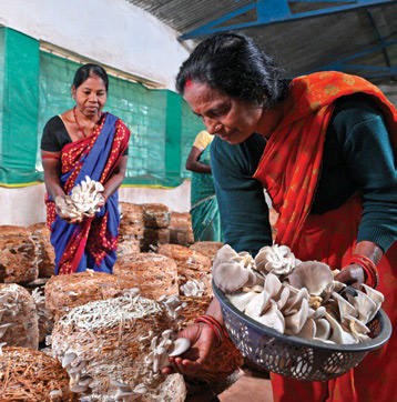 Women entrepreneurs engaged in mushroom cultivation