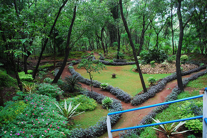 Regenerated forests at Noamundi