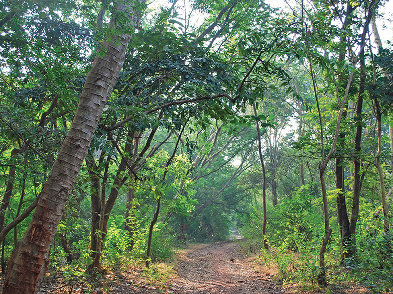 Forest at reclaimed mine land, Noamundi