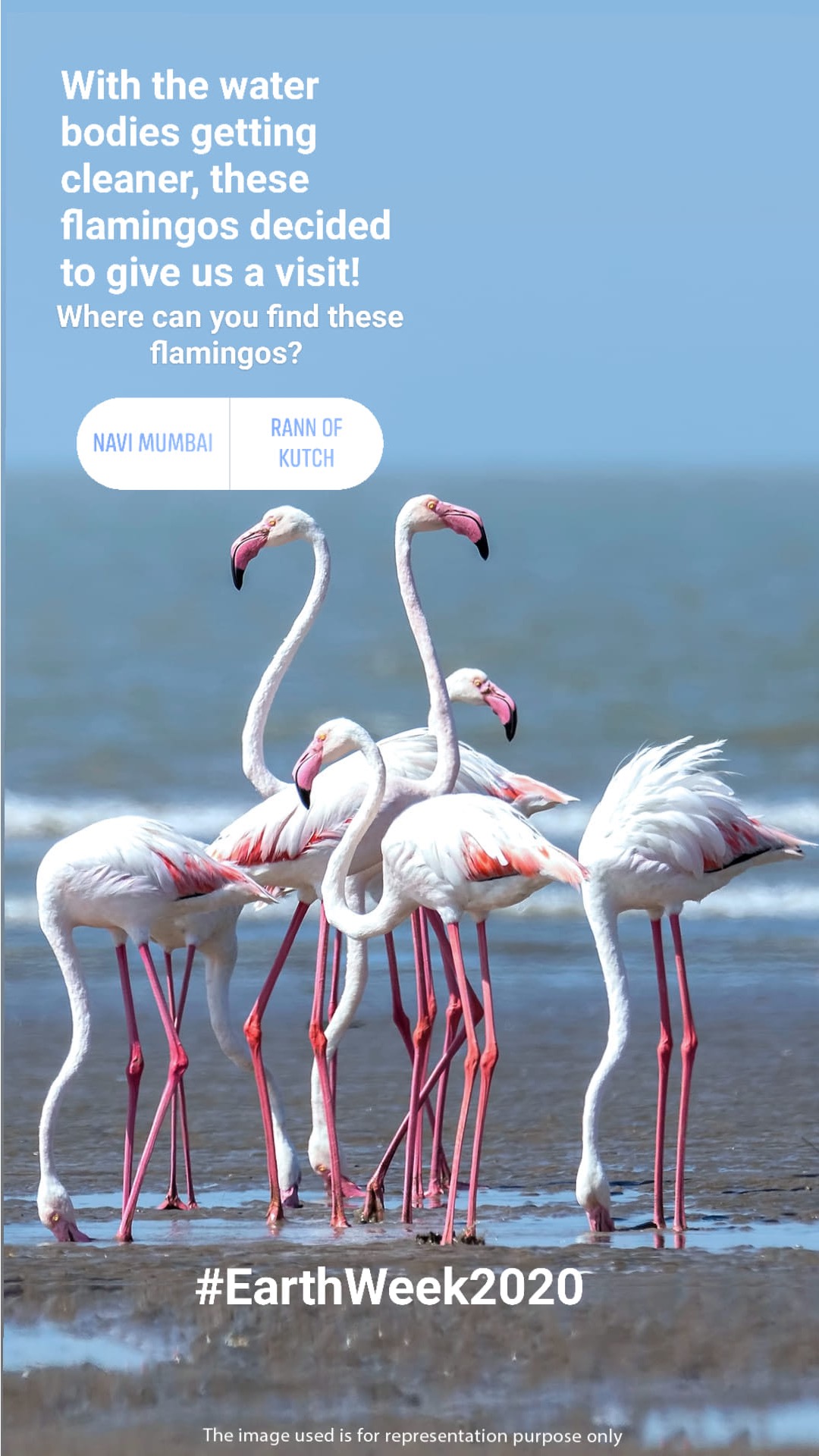 with the water bodies getting cleaner, these flamingos decided to give is us a visit